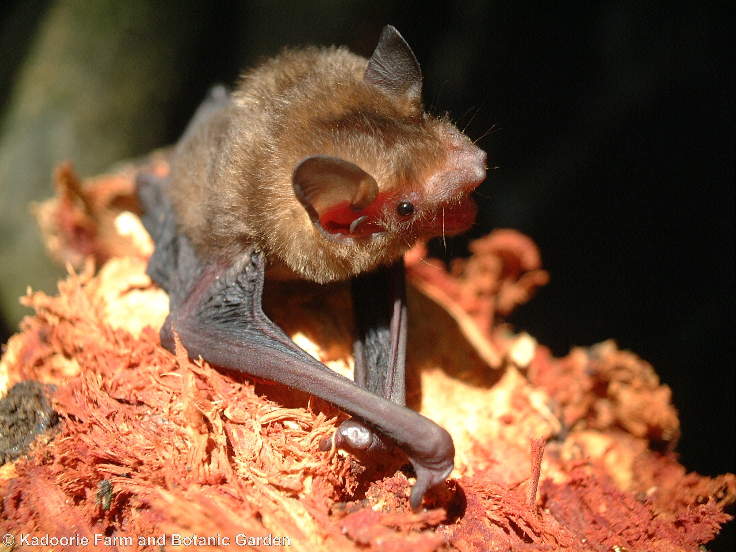 Bats are essential in a healthy world │ Part one KFBG BlogKadoorie